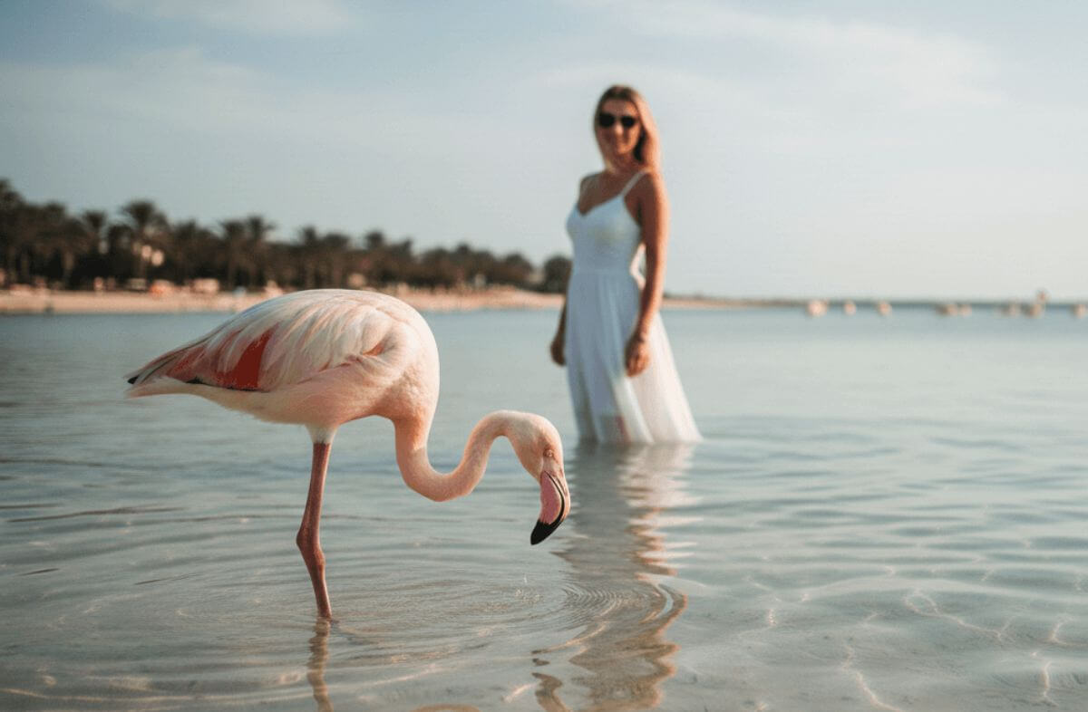Flamingo Beach